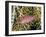 Close-Up of Hawkfish Amid Sea Fan, Raja Ampat, Indonesia-Jones-Shimlock-Framed Photographic Print