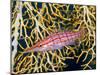 Close-Up of Hawkfish Amid Sea Fan, Raja Ampat, Indonesia-Jones-Shimlock-Mounted Photographic Print