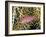 Close-Up of Hawkfish Amid Sea Fan, Raja Ampat, Indonesia-Jones-Shimlock-Framed Photographic Print