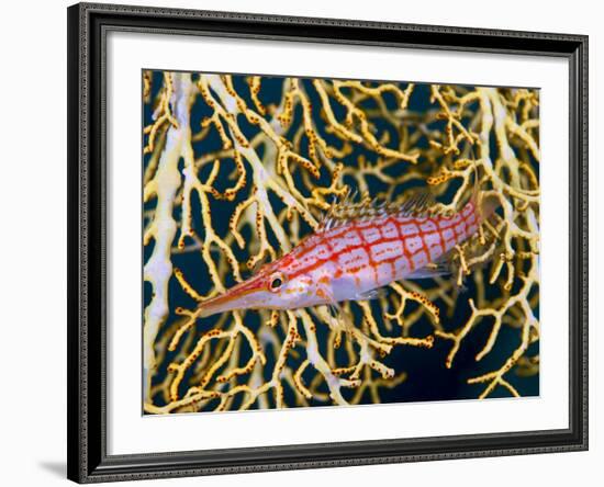 Close-Up of Hawkfish Amid Sea Fan, Raja Ampat, Indonesia-Jones-Shimlock-Framed Photographic Print