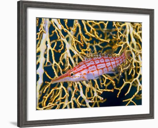 Close-Up of Hawkfish Amid Sea Fan, Raja Ampat, Indonesia-Jones-Shimlock-Framed Photographic Print