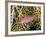 Close-Up of Hawkfish Amid Sea Fan, Raja Ampat, Indonesia-Jones-Shimlock-Framed Photographic Print