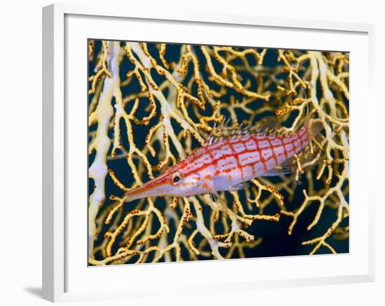 Close-Up of Hawkfish Amid Sea Fan, Raja Ampat, Indonesia-Jones-Shimlock-Framed Photographic Print