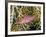 Close-Up of Hawkfish Amid Sea Fan, Raja Ampat, Indonesia-Jones-Shimlock-Framed Photographic Print