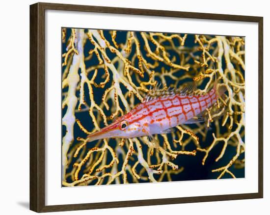 Close-Up of Hawkfish Amid Sea Fan, Raja Ampat, Indonesia-Jones-Shimlock-Framed Photographic Print