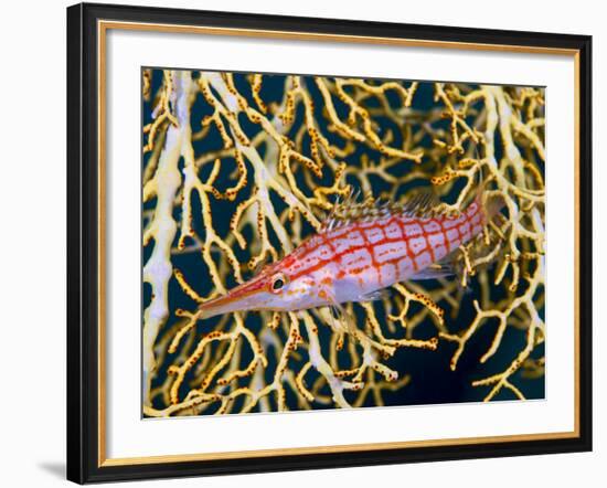 Close-Up of Hawkfish Amid Sea Fan, Raja Ampat, Indonesia-Jones-Shimlock-Framed Photographic Print