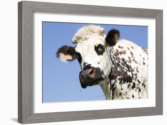 Close Up of Head Normande Tri-Coloured Cow-null-Framed Photographic Print