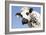 Close Up of Head Normande Tri-Coloured Cow-null-Framed Photographic Print