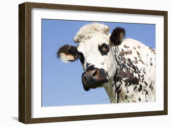 Close Up of Head Normande Tri-Coloured Cow-null-Framed Photographic Print