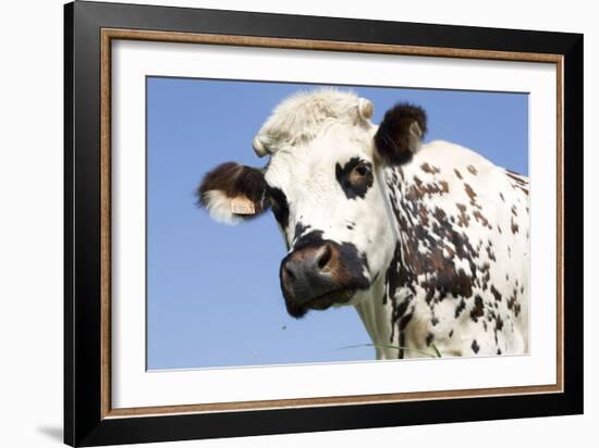 Close Up of Head Normande Tri-Coloured Cow-null-Framed Photographic Print