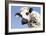 Close Up of Head Normande Tri-Coloured Cow-null-Framed Photographic Print