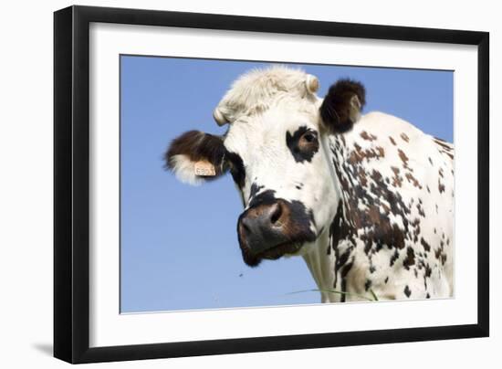 Close Up of Head Normande Tri-Coloured Cow-null-Framed Photographic Print