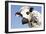 Close Up of Head Normande Tri-Coloured Cow-null-Framed Photographic Print