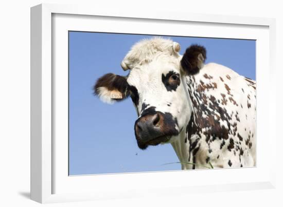 Close Up of Head Normande Tri-Coloured Cow-null-Framed Photographic Print