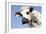 Close Up of Head Normande Tri-Coloured Cow-null-Framed Photographic Print