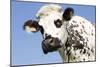 Close Up of Head Normande Tri-Coloured Cow-null-Mounted Photographic Print