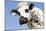 Close Up of Head Normande Tri-Coloured Cow-null-Mounted Photographic Print