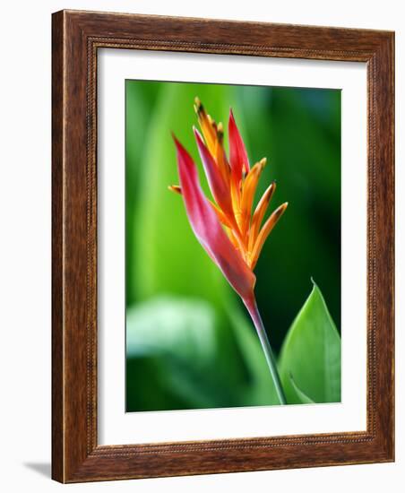 Close Up of Heliconia Flower, Costa Rica, Central America-Levy Yadid-Framed Photographic Print