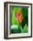 Close Up of Heliconia Flower, Costa Rica, Central America-Levy Yadid-Framed Photographic Print