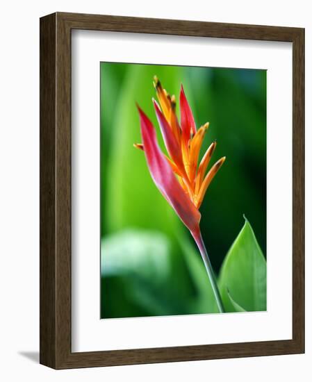 Close Up of Heliconia Flower, Costa Rica, Central America-Levy Yadid-Framed Photographic Print