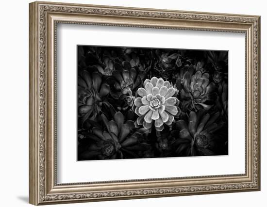 Close-up of Hen and Chicks cactus plant, California, USA-Panoramic Images-Framed Premium Photographic Print