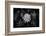 Close-up of Hen and Chicks cactus plant, California, USA-Panoramic Images-Framed Premium Photographic Print