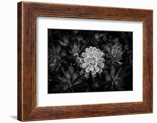 Close-up of Hen and Chicks cactus plant, California, USA-Panoramic Images-Framed Premium Photographic Print