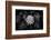 Close-up of Hen and Chicks cactus plant, California, USA-Panoramic Images-Framed Premium Photographic Print