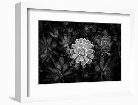 Close-up of Hen and Chicks cactus plant, California, USA-Panoramic Images-Framed Premium Photographic Print