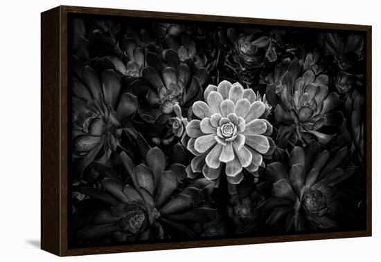 Close-up of Hen and Chicks cactus plant, California, USA-Panoramic Images-Framed Premier Image Canvas