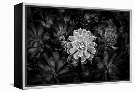 Close-up of Hen and Chicks cactus plant, California, USA-Panoramic Images-Framed Premier Image Canvas