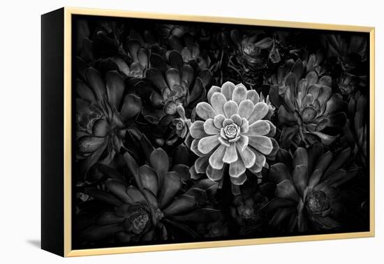 Close-up of Hen and Chicks cactus plant, California, USA-Panoramic Images-Framed Premier Image Canvas