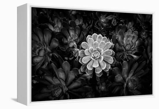 Close-up of Hen and Chicks cactus plant, California, USA-Panoramic Images-Framed Premier Image Canvas