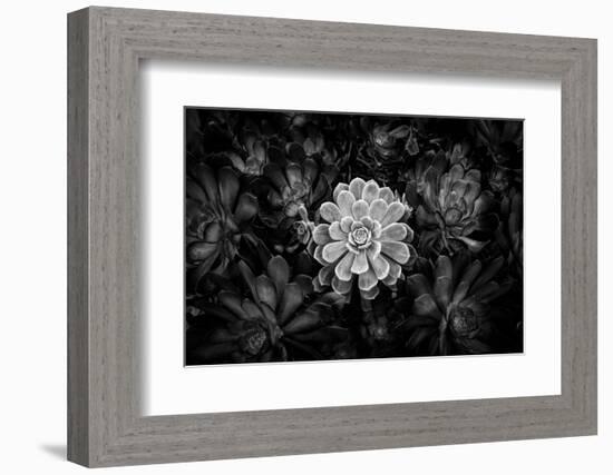 Close-up of Hen and Chicks cactus plant, California, USA-Panoramic Images-Framed Photographic Print