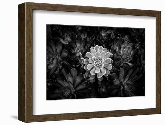 Close-up of Hen and Chicks cactus plant, California, USA-Panoramic Images-Framed Photographic Print