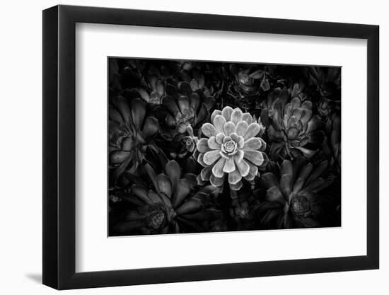 Close-up of Hen and Chicks cactus plant, California, USA-Panoramic Images-Framed Photographic Print