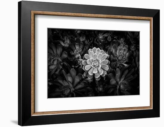 Close-up of Hen and Chicks cactus plant, California, USA-Panoramic Images-Framed Photographic Print