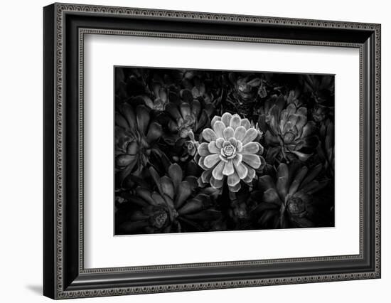 Close-up of Hen and Chicks cactus plant, California, USA-Panoramic Images-Framed Photographic Print