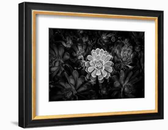 Close-up of Hen and Chicks cactus plant, California, USA-Panoramic Images-Framed Photographic Print