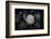 Close-up of Hen and Chicks cactus plant, California, USA-Panoramic Images-Framed Photographic Print