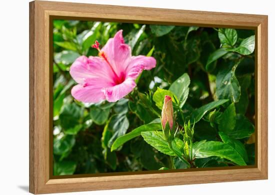 Close-up of Hibiscus flower and bud-null-Framed Premier Image Canvas