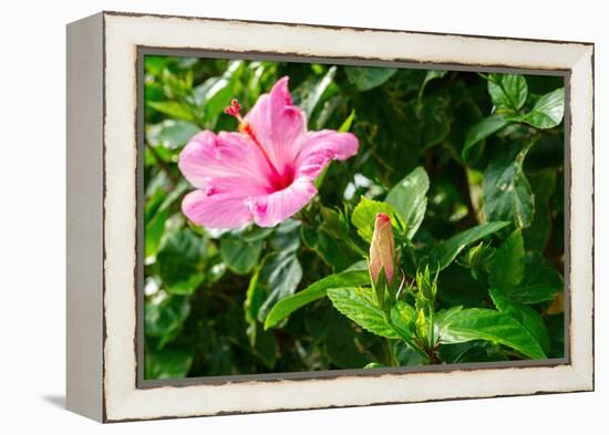 Close-up of Hibiscus flower and bud-null-Framed Premier Image Canvas