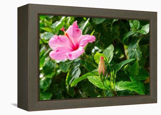 Close-up of Hibiscus flower and bud-null-Framed Premier Image Canvas