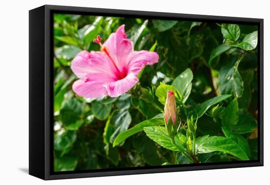 Close-up of Hibiscus flower and bud-null-Framed Premier Image Canvas