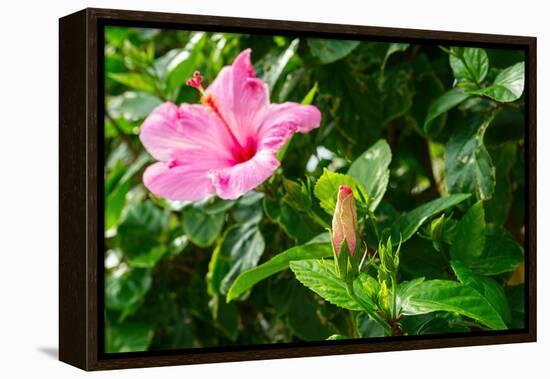Close-up of Hibiscus flower and bud-null-Framed Premier Image Canvas