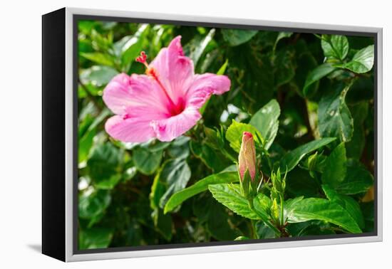 Close-up of Hibiscus flower and bud-null-Framed Premier Image Canvas