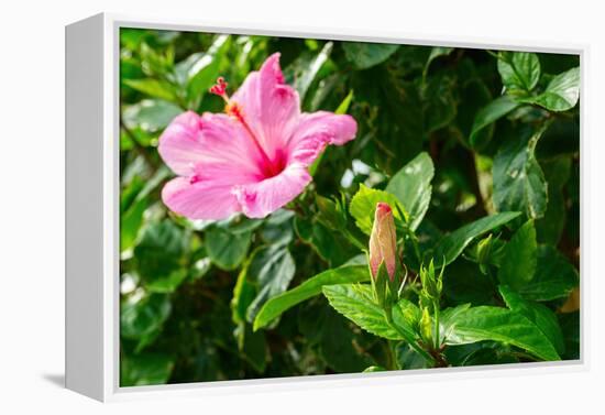 Close-up of Hibiscus flower and bud-null-Framed Premier Image Canvas