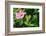 Close-up of Hibiscus flower and bud-null-Framed Photographic Print