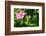 Close-up of Hibiscus flower and bud-null-Framed Photographic Print