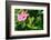 Close-up of Hibiscus flower and bud-null-Framed Photographic Print